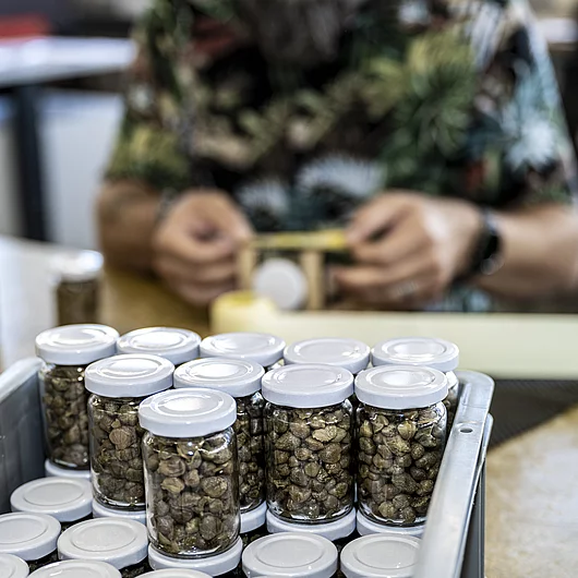 Versand Verpackung Ettiketieren von Kapern