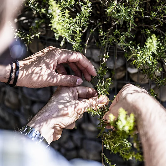 Wahlangebote Kräutergarten Blumengiessen Bachs