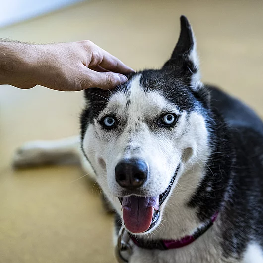 Dielsdorf Wahlangebot Hundebegegnung